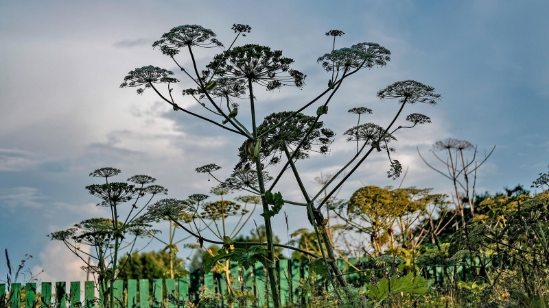 В Петербурге искусственный интеллект научился находить борщевик на участках
