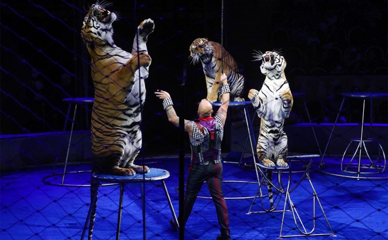 Глава Росгосцирка — РБК: «Наши артисты не будут выступать без флага»