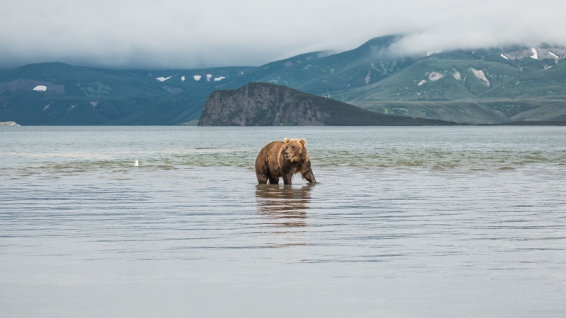 В Приангарье пантера из передвижного цирка напала на ребенка