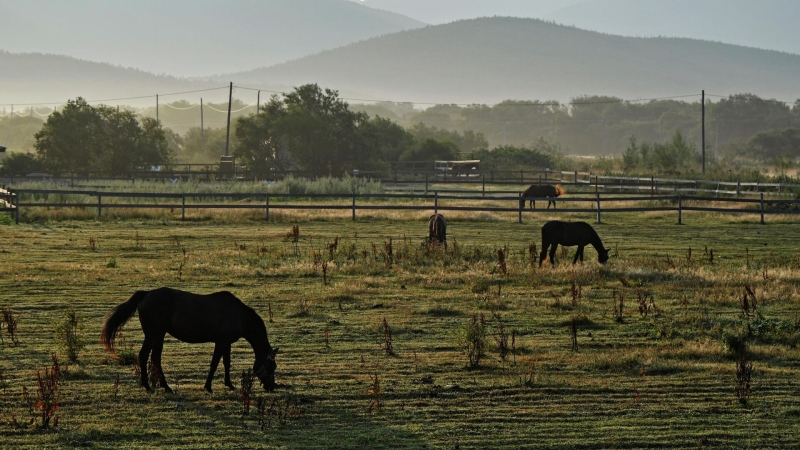 На Сахалине умерла самая старая лошадь в России