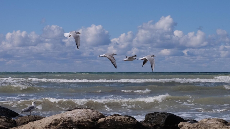 Грузопоток на Каспии сильно вырастет, заявил Патрушев