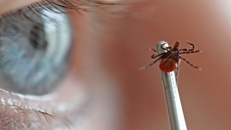 Что делать, если укусил клещ — советы врача