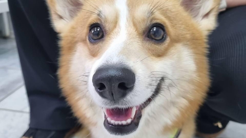 В Китае корги-полицейского лишили годового бонуса за усталый вид