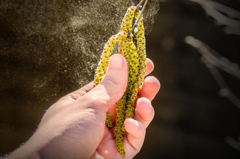 Аллергия на пыльцу березы: причины появления, лечение и профилактика