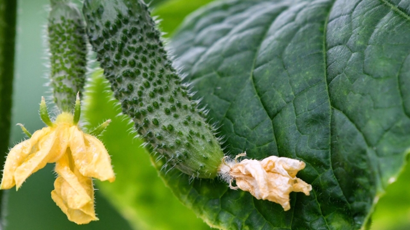 Как и когда правильно сажать огурцы: рекомендации эксперта