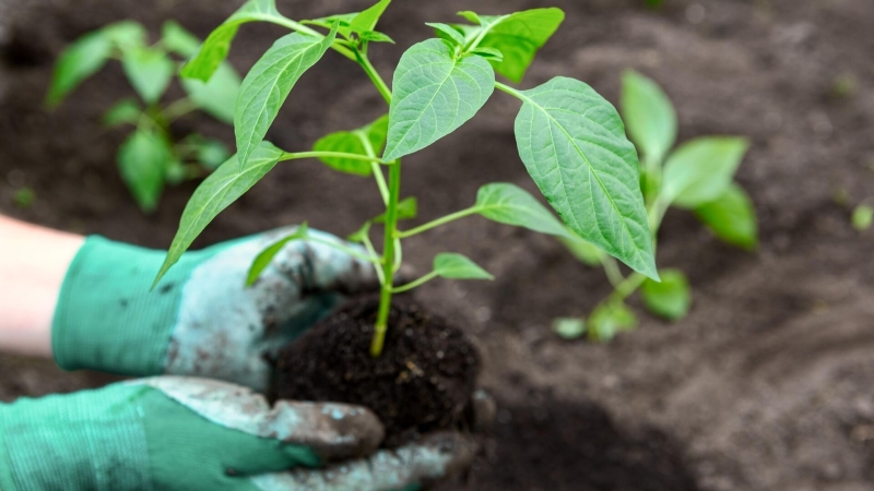 Когда сажать тыкву в 2025 году: сроки и правила посадки