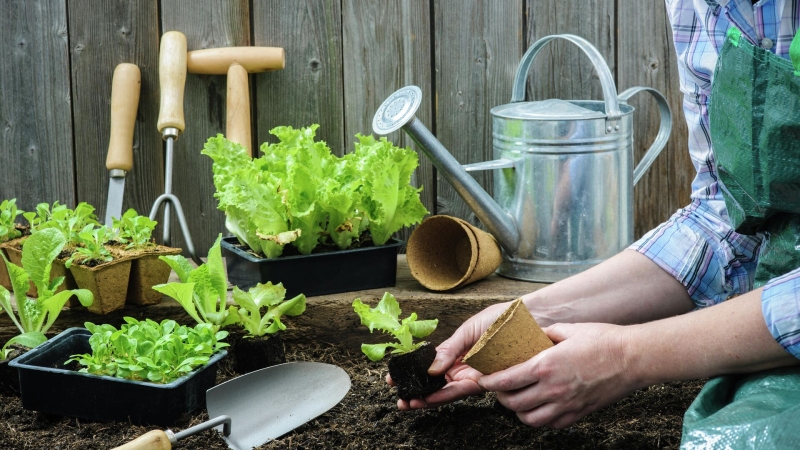 Когда сажать морковь: сроки и правила посадки в 2025 году