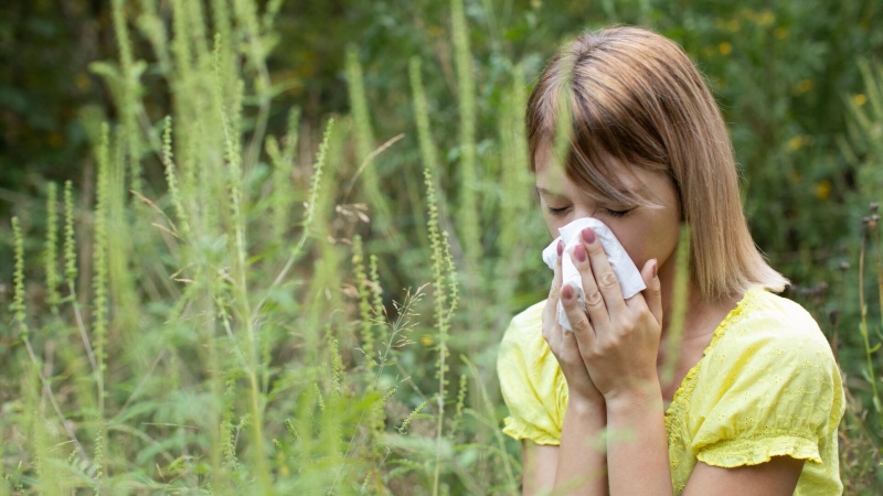 Аллергия на пыльцу: причины сенной лихорадки, как облегчить проявления
