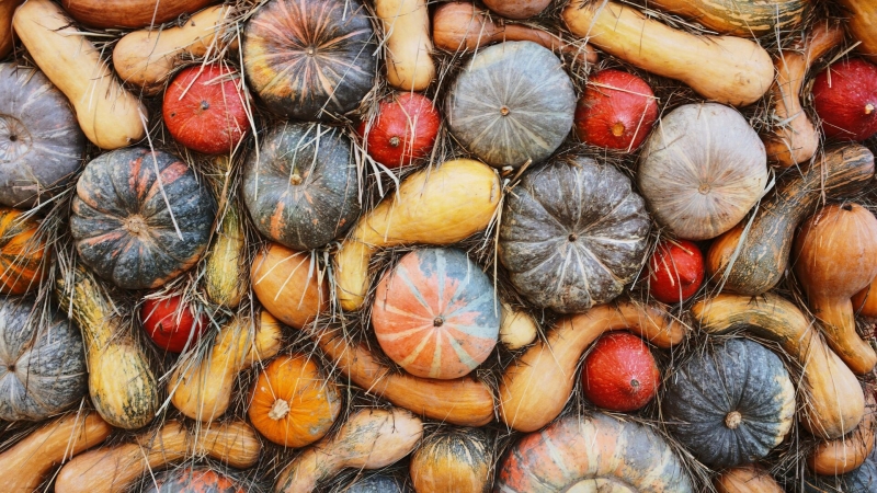 Когда сажать тыкву в 2025 году: сроки и правила посадки