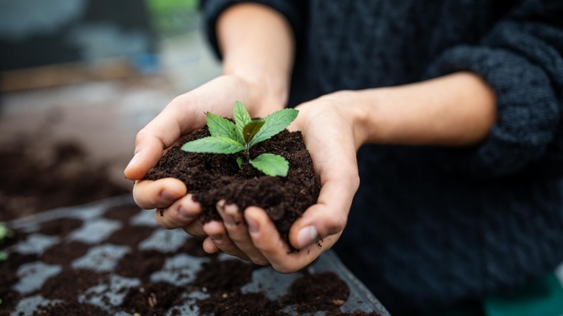 Когда и как высаживать саженцы сливы: секреты хорошего урожая