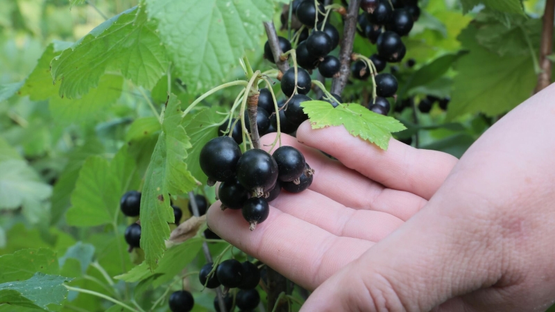 Белая, черная, красная: когда и как сажать смородину