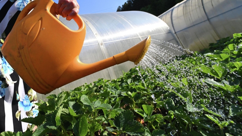 Посадки в июле: лучший выбор овощей, цветов и зелени в 2025 году