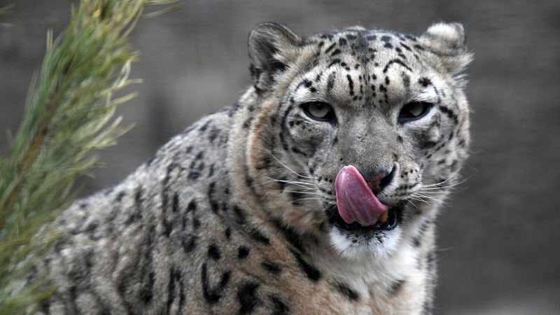 Лавров поздравил главу МИД Киргизии с 25-летием подписания декларации