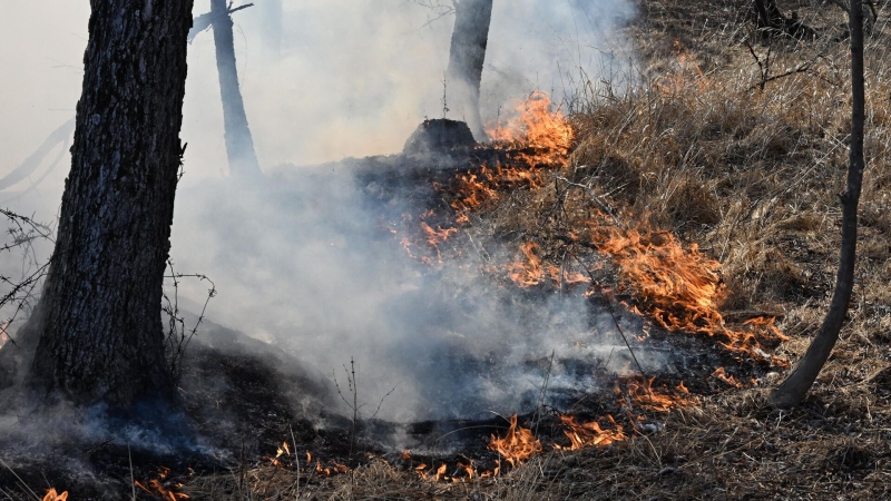 В России потушили 66 лесных пожаров за сутки