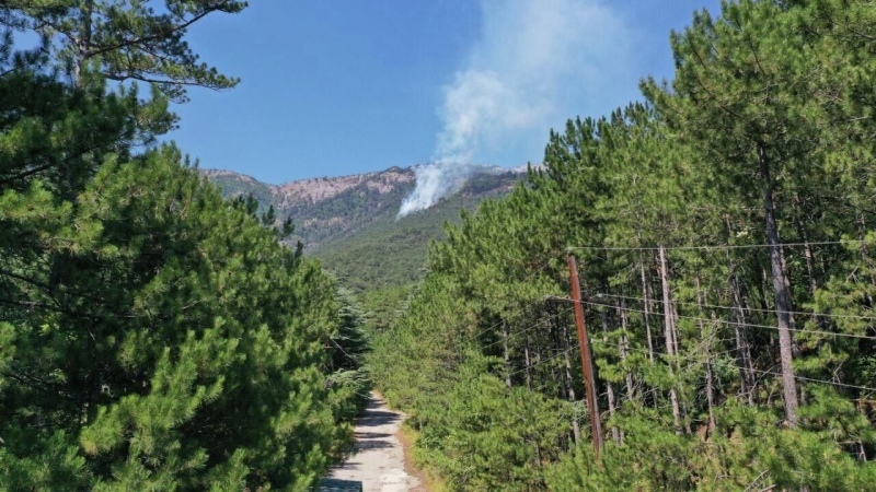 В России за сутки потушили  28 лесных пожаров