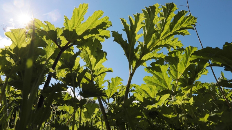 В Туле обсудят применение технологий для борьбы с борщевиком