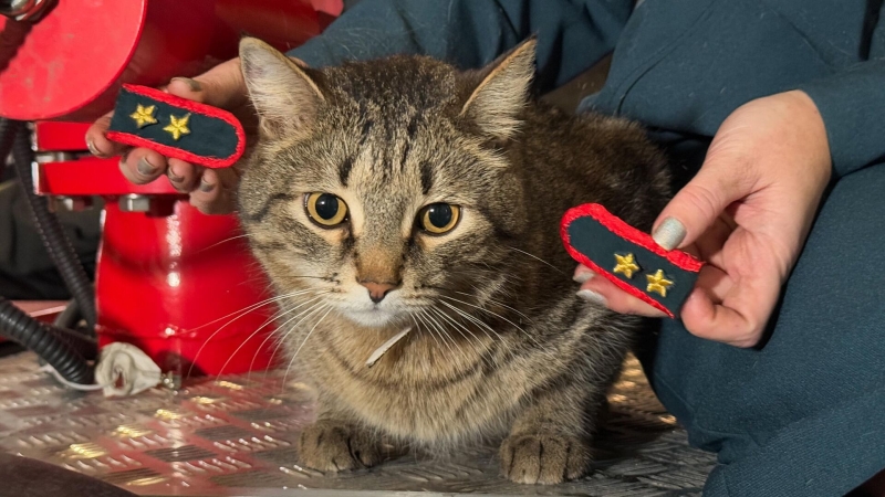 Кот, рожденный в окопе, стал талисманом волонтеров