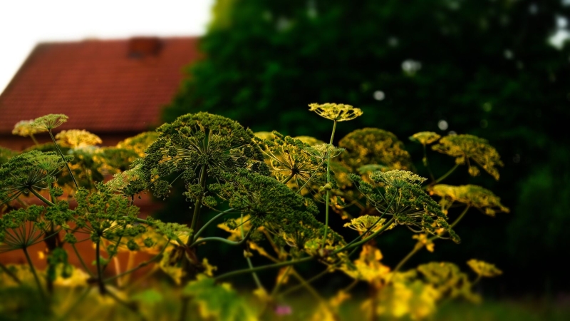 В Петербурге искусственный интеллект научился находить борщевик на участках